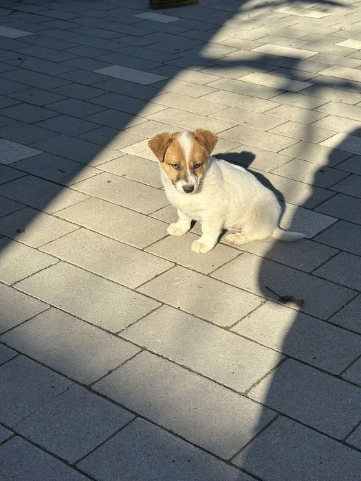 Віддам безкоштовно цуценят