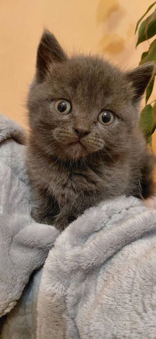 Шотландські кошенята