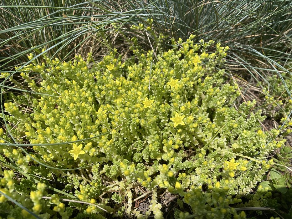 Седум очиток їдкий Єллоу Квін (Sedum acre Yellow Queen)