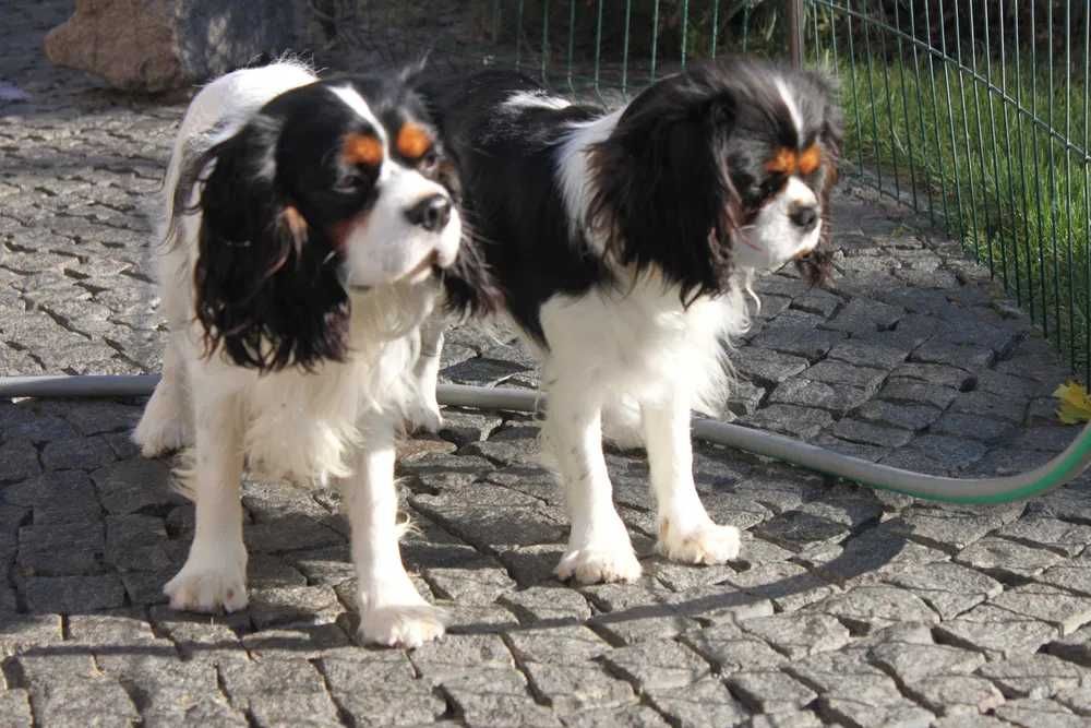 Cavalier King Charles
