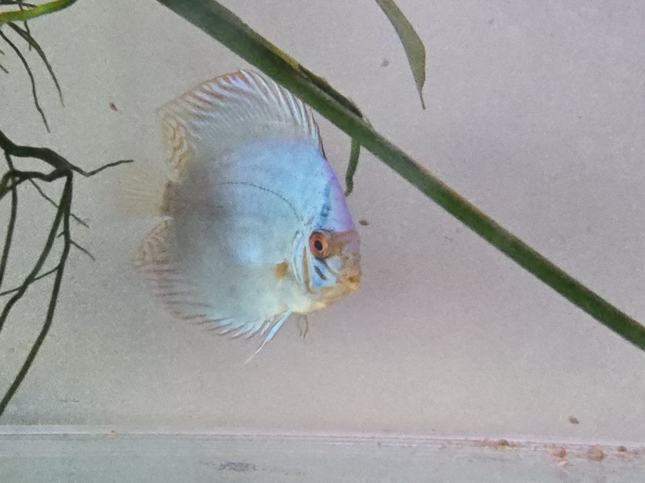 Peixe Disco à Venda