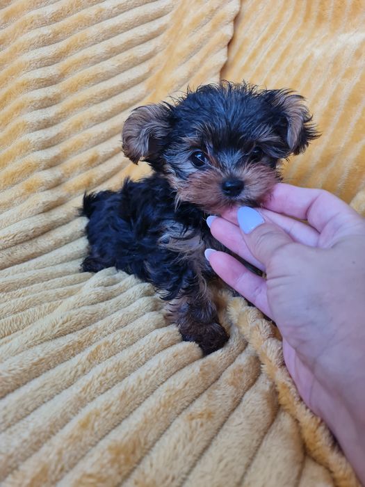 Estupendo mini Yorkshire Beiwer de Qualidade