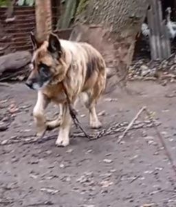 Німецька вівчарка.