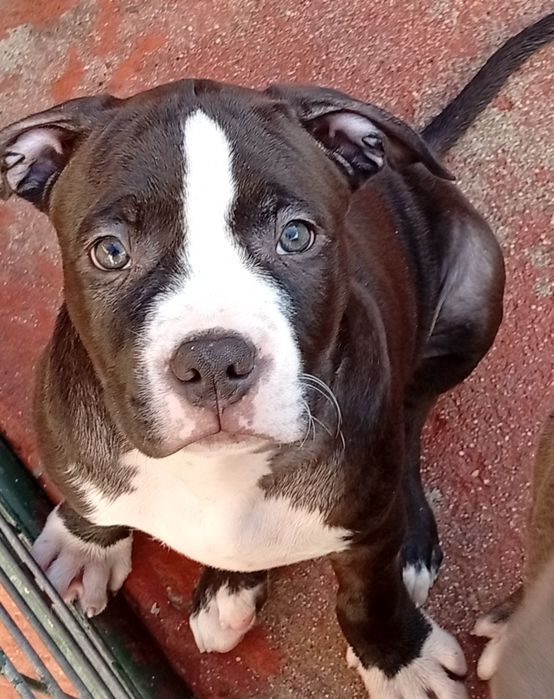 American Staffordshire Terrier
