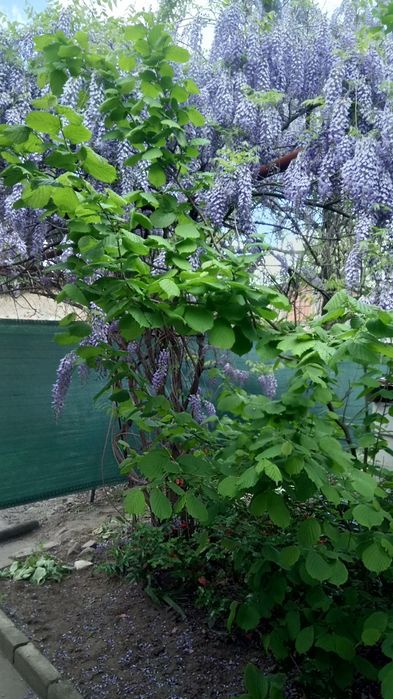 Семена Глициния китайская 10 шт. Насіння Гліцінія бузкова