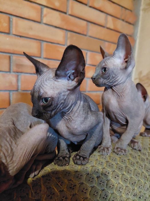 Сфінкс (кошенята)