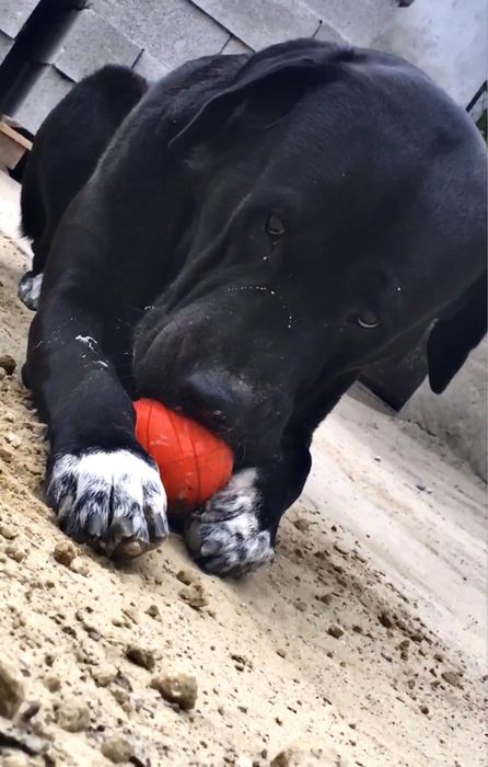 Кобель  для вʼязки