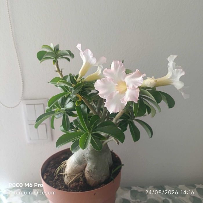 vendo planta rosa do deserto