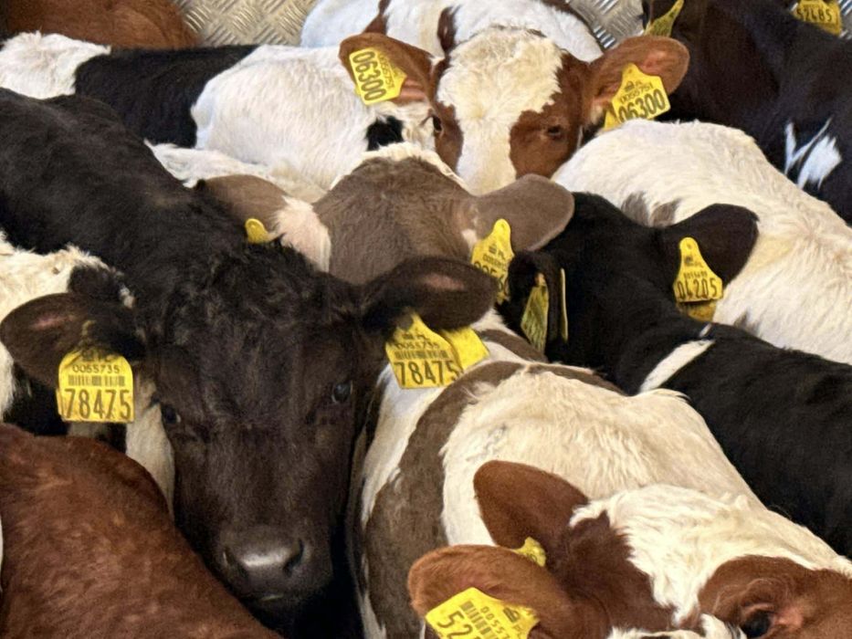 Sprzedam byczki jałoszki