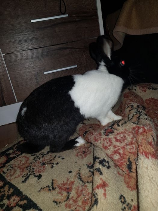 Ogłoszenie prywatne