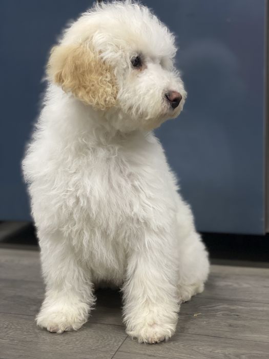 Imperdível!!!Lindo bebê de caniche (poodle) médio procura novo dono!!!