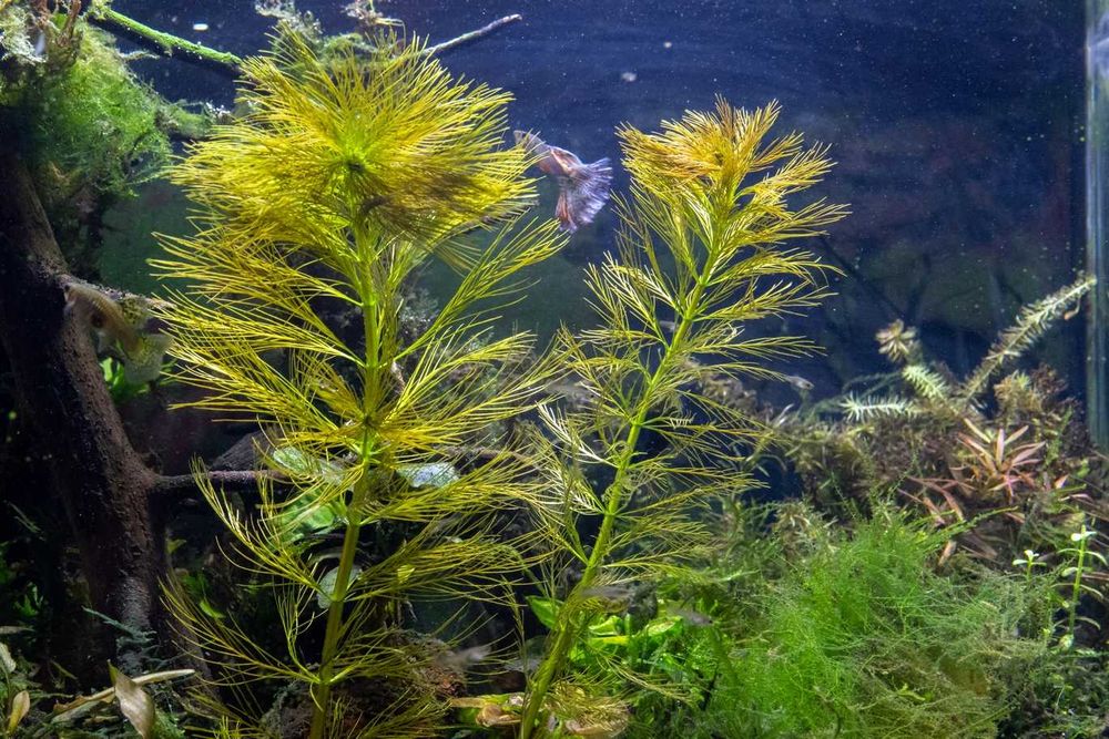 Pierzaste rarytasy Limnophila Sessiliflora i Myriophylum Simulans M