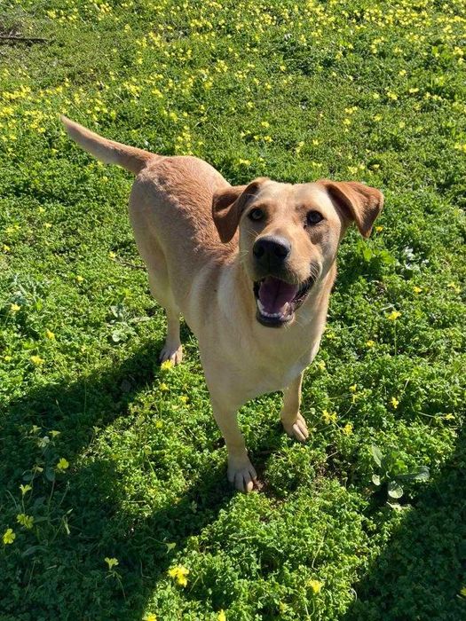 Pipoca - Para Adopção