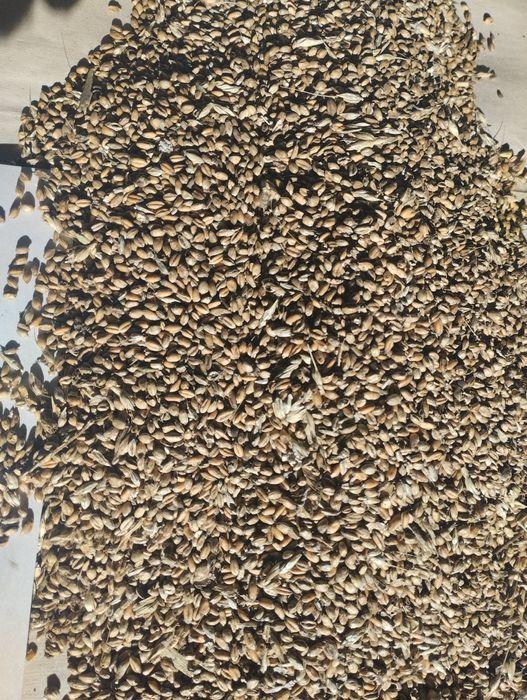 Пшениця на корм рибі Або живності але для живності потрібно мить