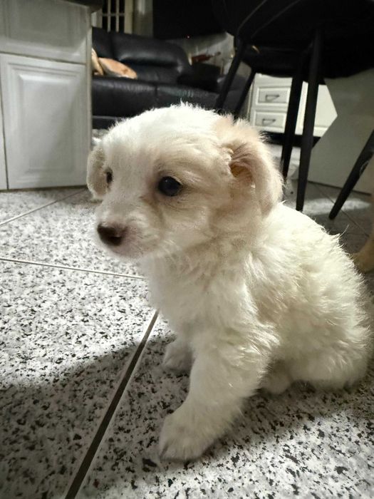 Cadela de raça indeterminada e pequena