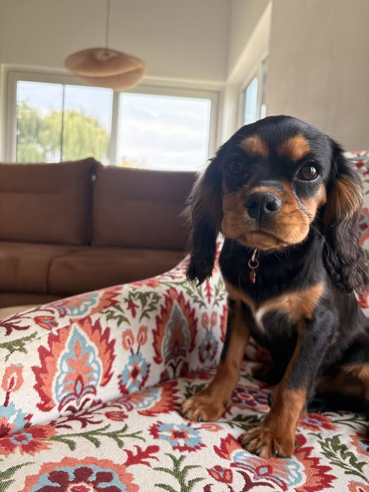 Cavalier King Charles Spaniel piesek.