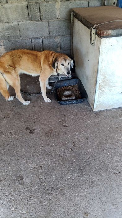 Animal para adoção