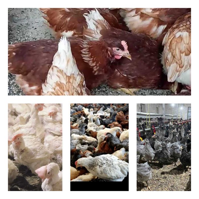 Продам кури несушки! Доставка безкоштовна. Шостка!