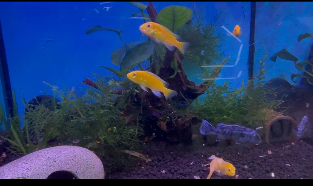 Ciclideos do lago Malawi