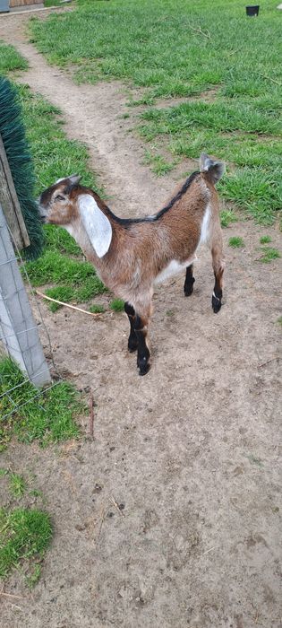 koziołki  anglonubijskie