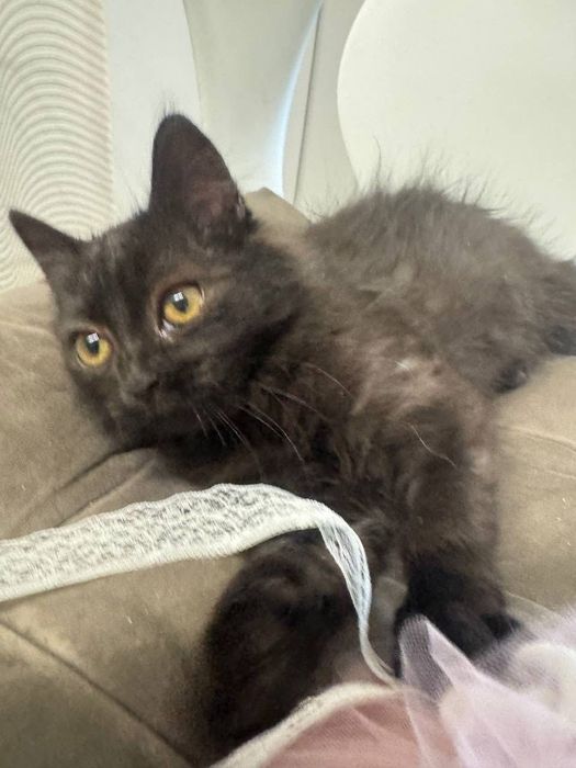 Чудова киця в люблячу сім'ю