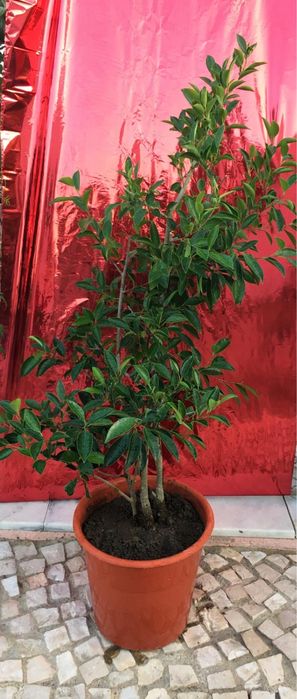 Plantas diversas de exterior