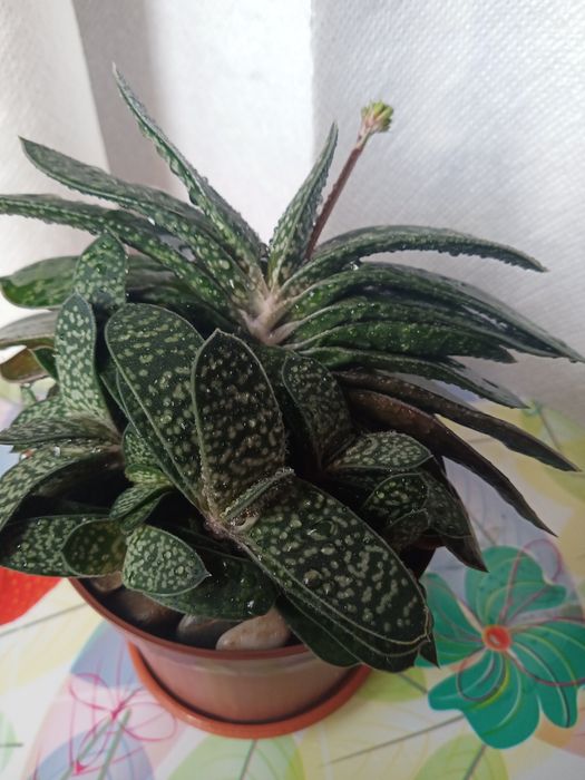 Сукулент Гастерія