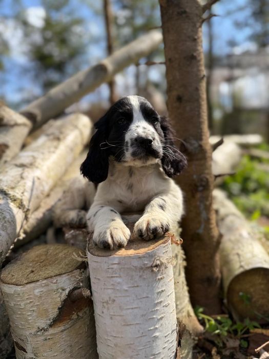 Piękny piesek Cocker spaniel angielski rodowód wyprawka