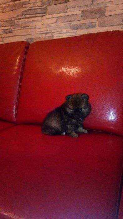 Sptiz Alemão Anão/Lulu da Pomerânia