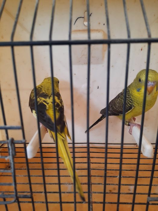 Piriquitos asas negras