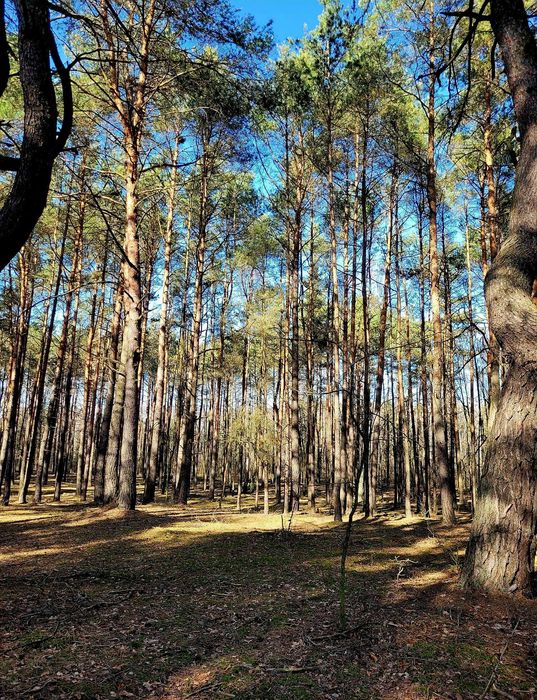 Działka - spokój, las, asfalt. Aleksandrów Ł., budowlana