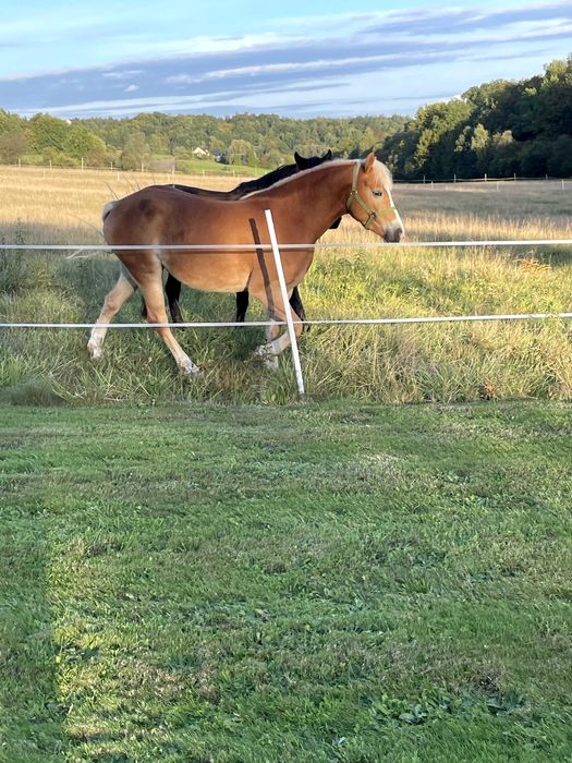 Klacz 4 lata haflinger