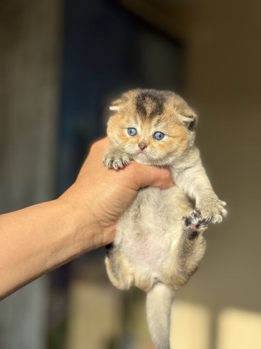 Голубооке шотландське кошеня дівчинка DBE Scottish Fold ny25