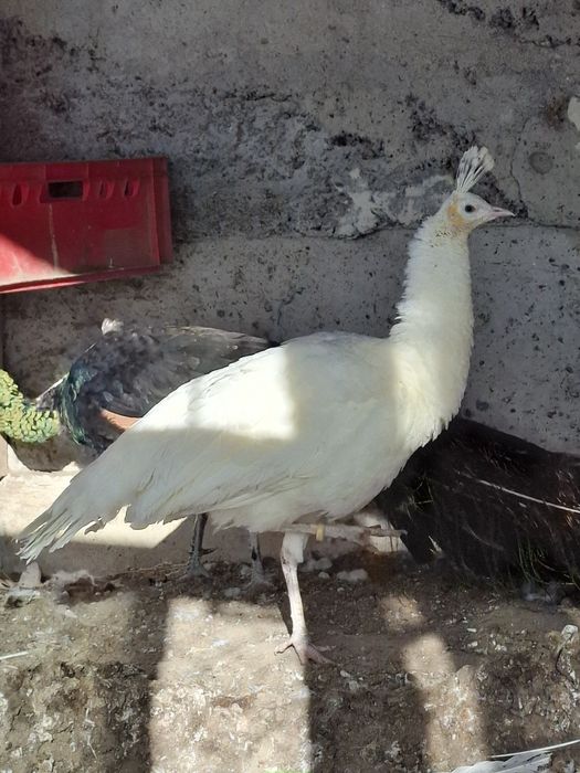 Paw pawie samica biała szmaragd