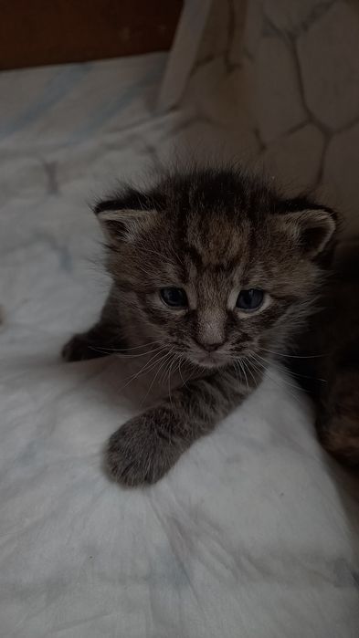Кошенята сироти 5 тижнів