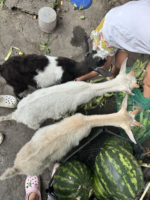 Продам козу и козлят