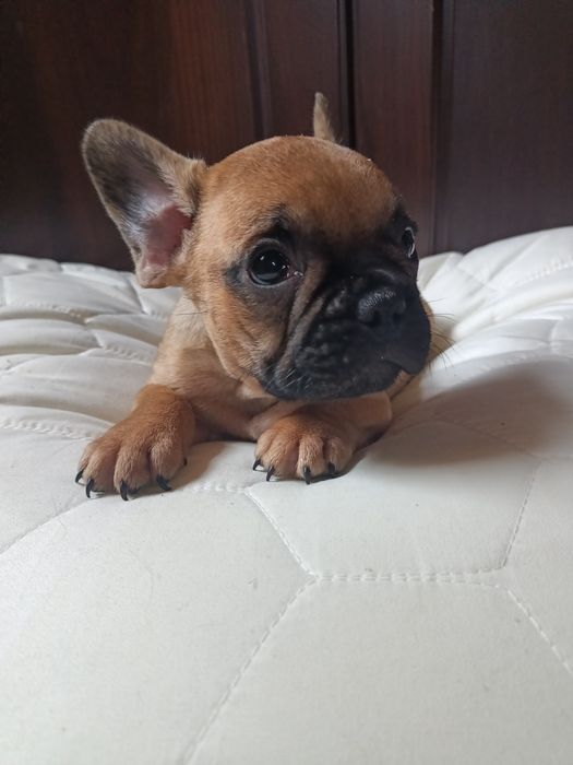 Buldog francuski piesek