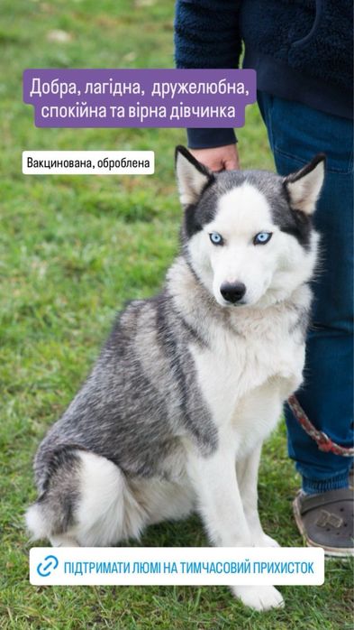 Дівчинка хаскі шукає дім