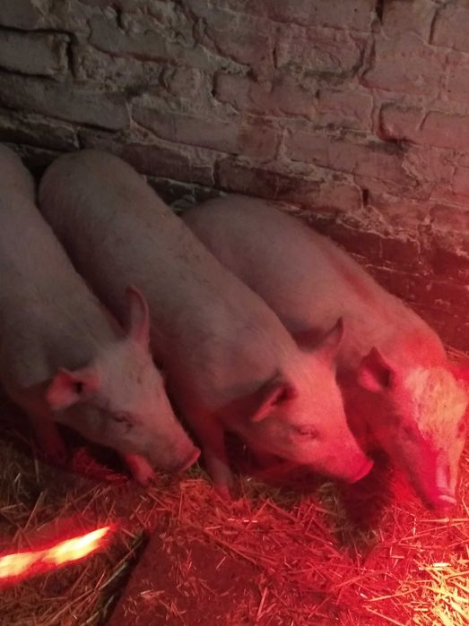 продам домашніх поросят