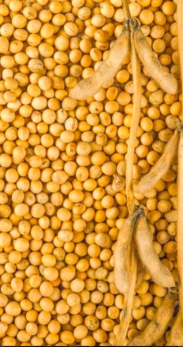 Продам не гмо сою дуже волога