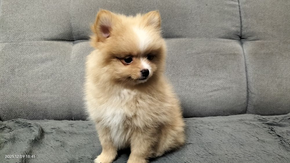 Rudy piesek szpic miniaturowy