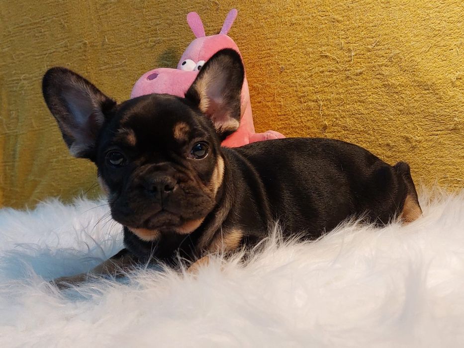 Bulldog Francês Black Tan Macho