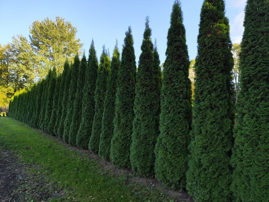 Thuja Smaragd Tuja Szmaragd super jakość 100-200 cm SADZENIE TRANSPORT Rośliny ozdobne Usługi ogrodnicze