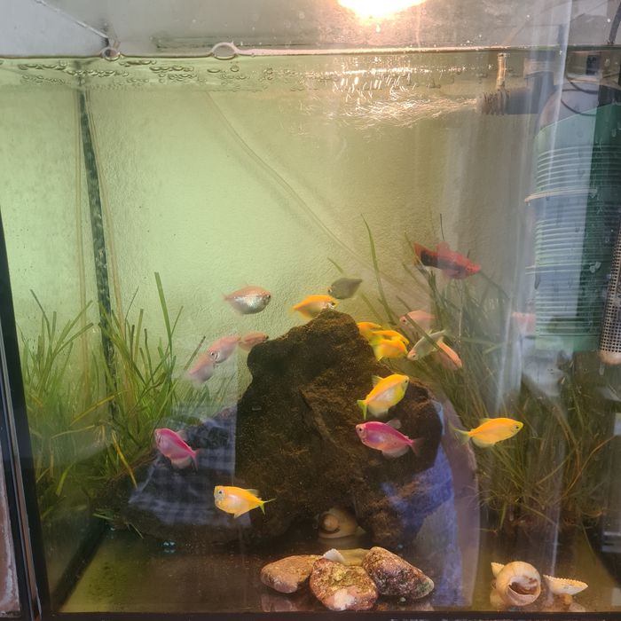 Продам аквариум 60л с рыбками gloFish светящиеся