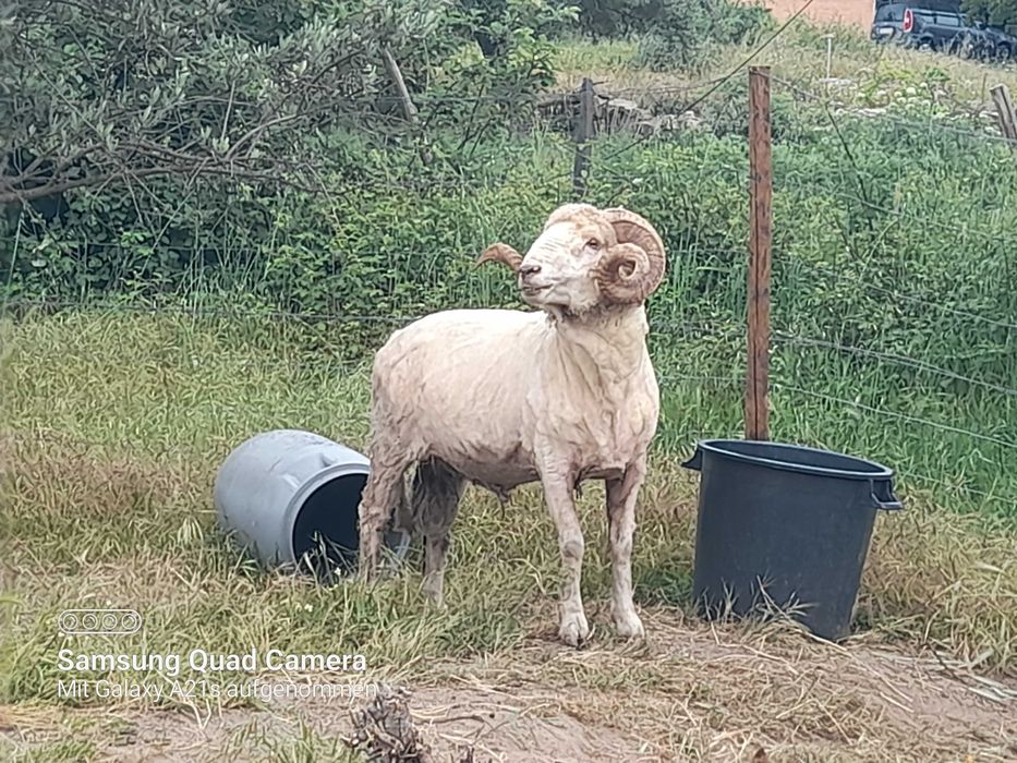 Carneiro para venda, 2 anos , 120 euros