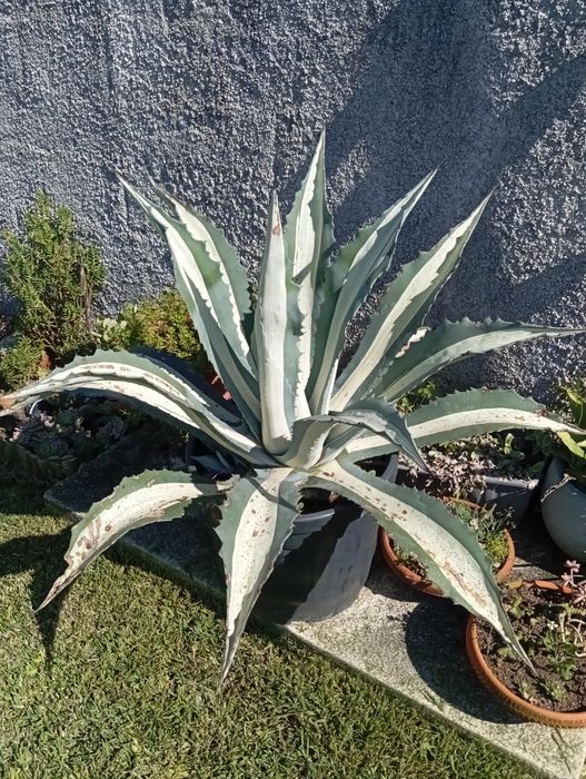 Vendo Agave americano