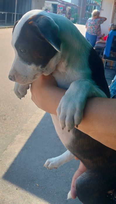 Дівчинка амстаффа