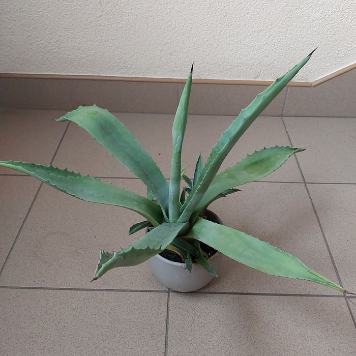 Kaktus agawa w doniczce