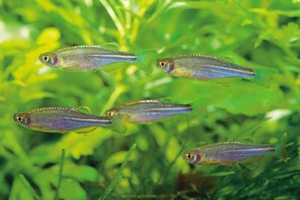 GB Danio Tęczowy, Danio Tęczowe - dowóz ryb!