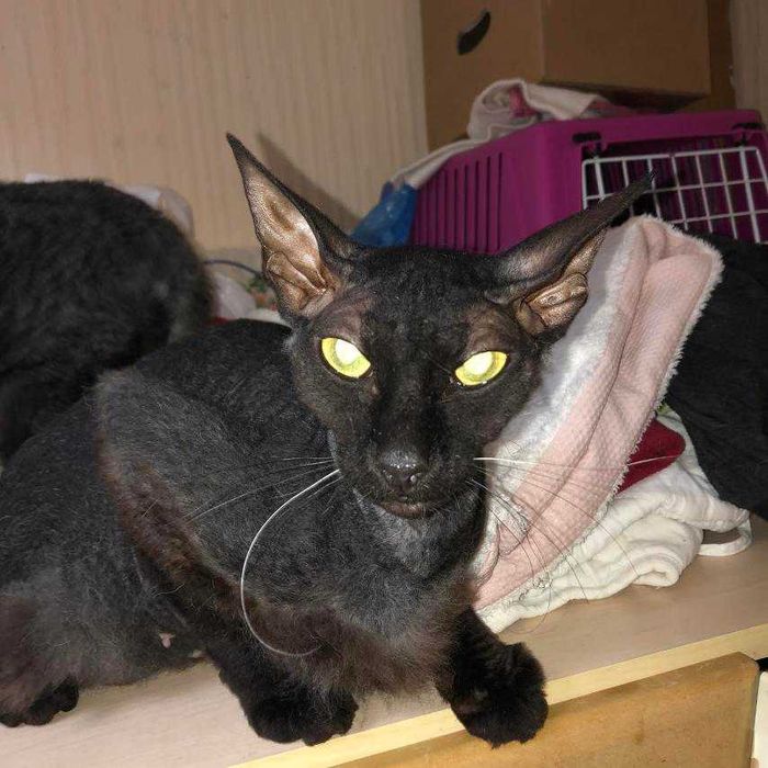 сфинкс (донской, уральский) есть малыши апрель, сентябрь 2025